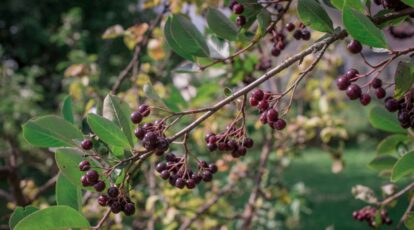 The 29 Best Trees for Wildlife