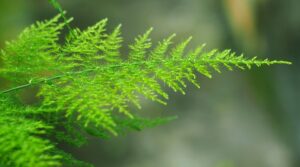 How to Plant, Grow, and Care for Asparagus Ferns