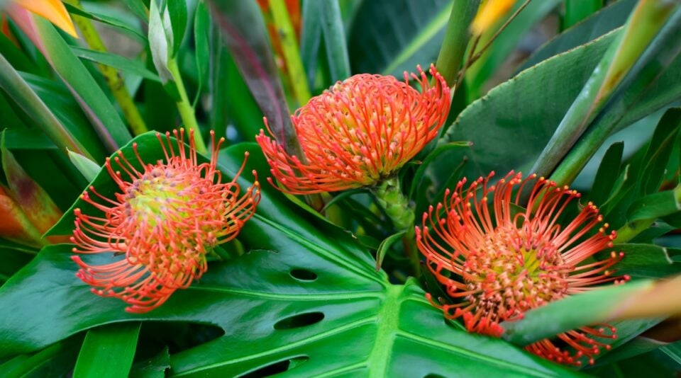 How to Plant, Grow, and Care for Protea Plants
