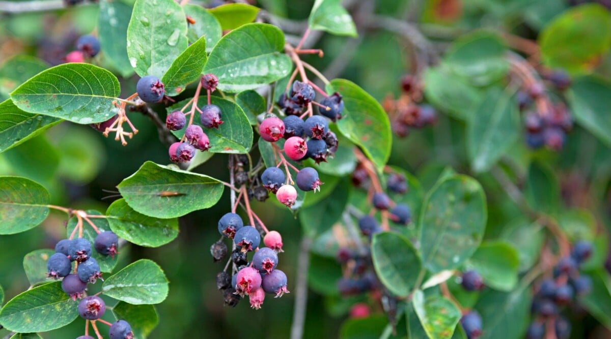 A serviceberry tree with ripe blue fruits on a shady day.