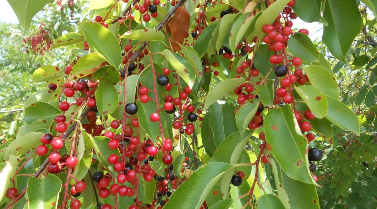 Tree with long hanging branches that have skinny, red, stems with purple and red berries on them. The leaves on the tree are big, light green, and oval shaped.