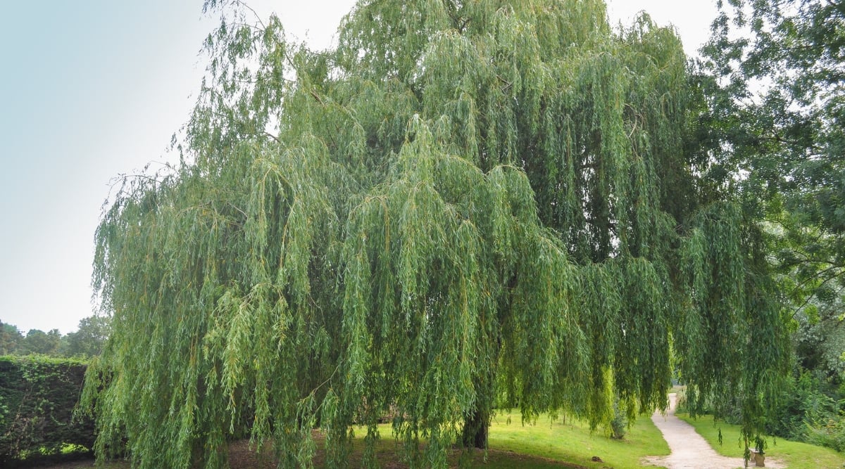 Large tree in a park with long hanging branches and skinny, long, leaves.