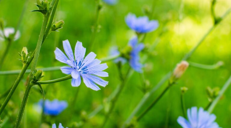 How to Plant, Grow, and Care for Chicory