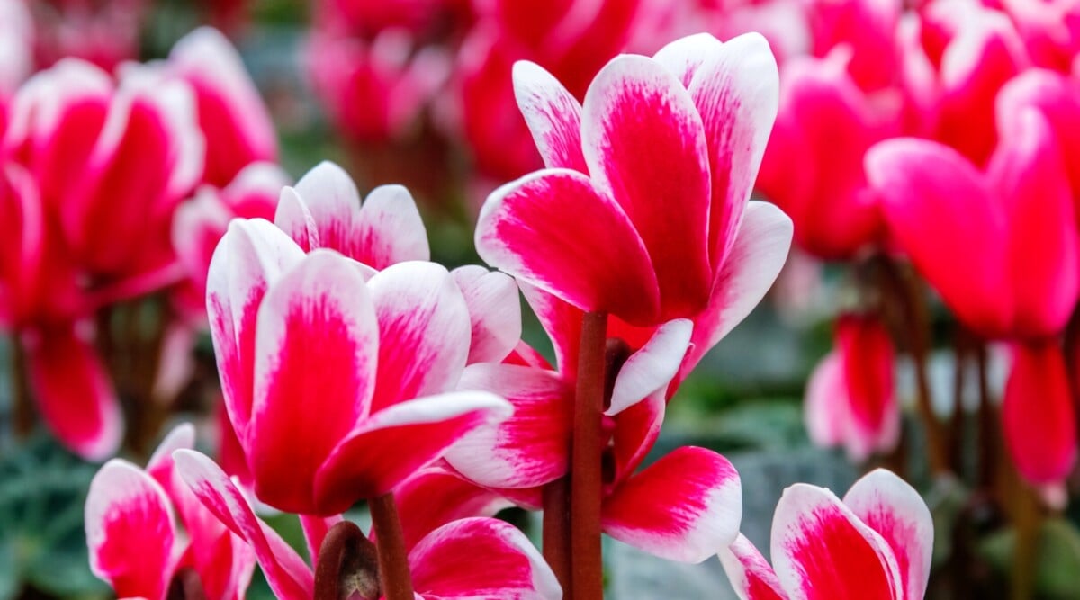 A close-up of Cyclamen blooms features its reddish-pink petals. The flowers are characterized with a picotee or a thin white edge on the petals. Other Cyclamen blooms are blurred in the background.