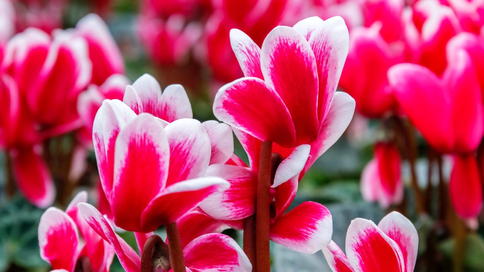 Why Isn't My Cyclamen Blooming?
