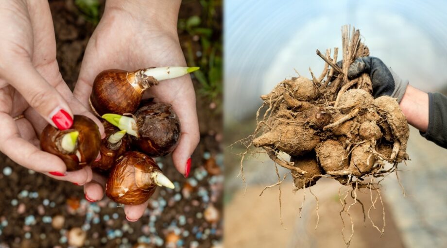 Tuber Storage Where Should You Store Bulbs and Tubers For the Winter?
