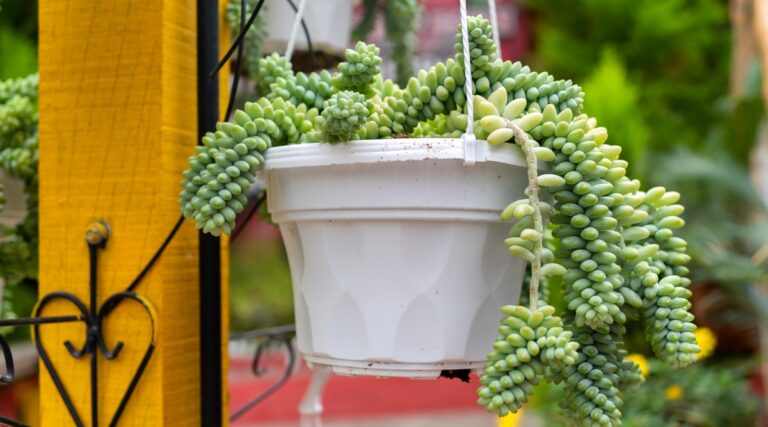27 Easy To Grow Succulents for Beginners