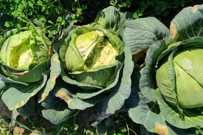 Three heads of cabbage that have split due to stress.