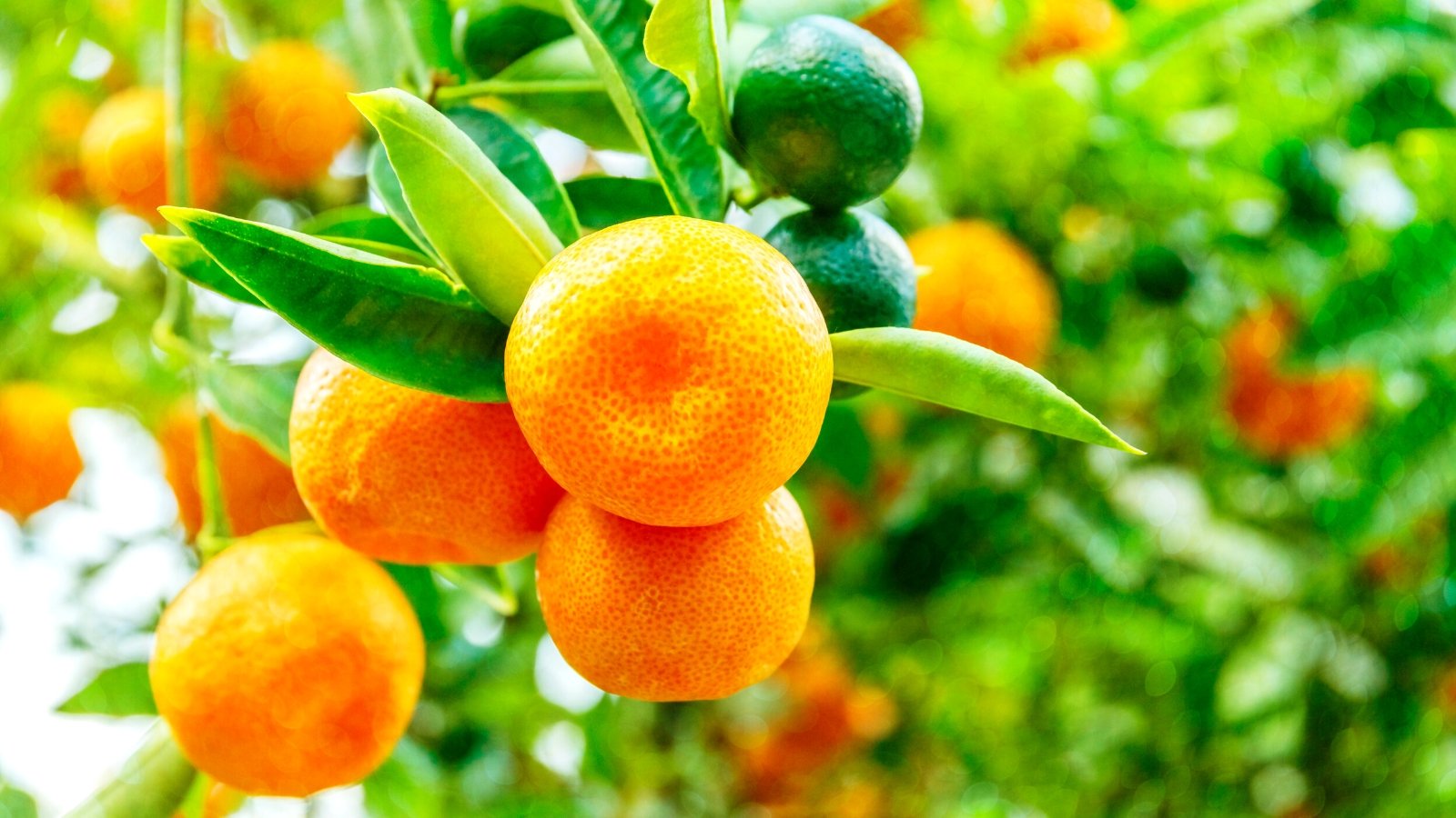 How to Plant, Grow, and Care for Indoor Orange Trees Epic Gardening