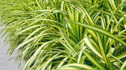 Seege How to Prune Ornamental Grass in 5 Easy Steps