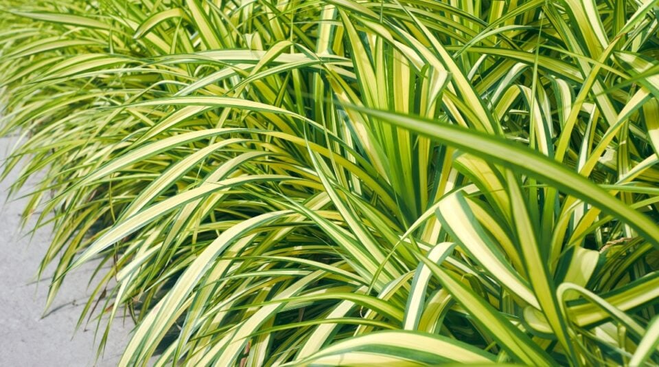 How to Prune Ornamental Grass in 5 Easy Steps