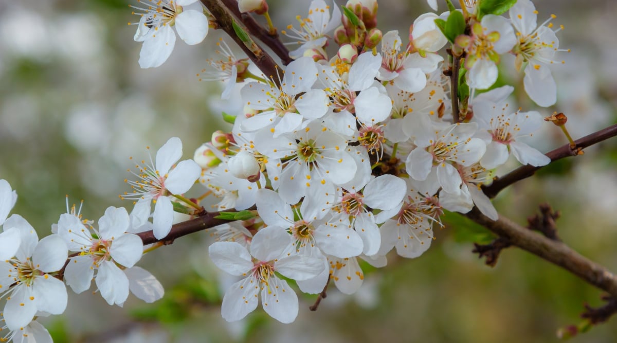 Close up of a dark wood branch covered in a cluster of small white flowers with spiky yellow centers.