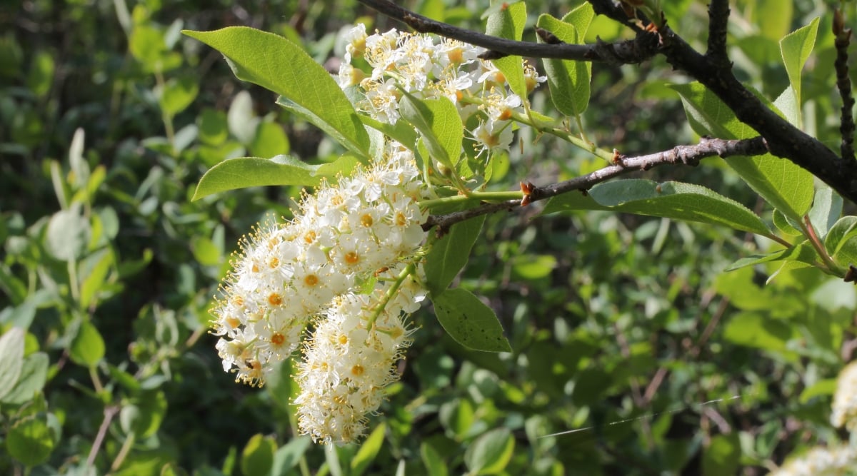 Dark, wood branch with a long, tube shaped cluster of small white flowers that have long, spiky, yellow stamen in the center.