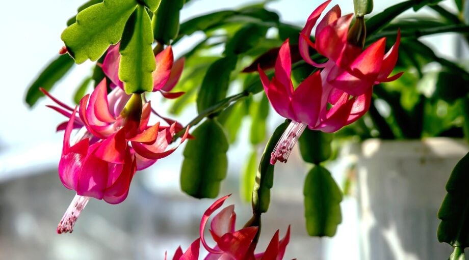 Why is my Christmas Cactus Dropping Leaves?