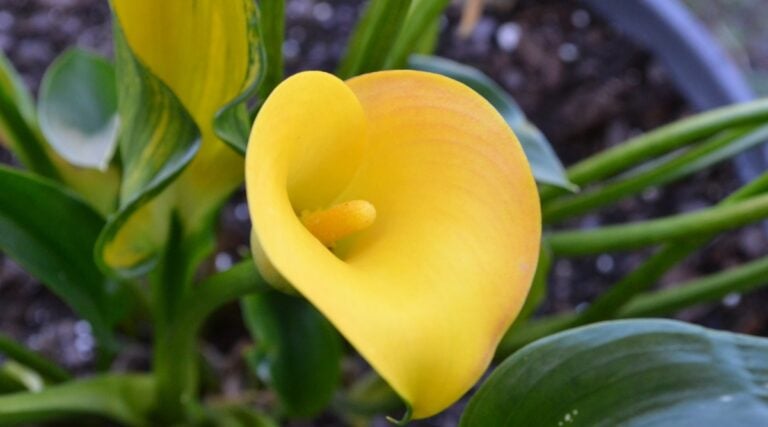 Calla lilies near me