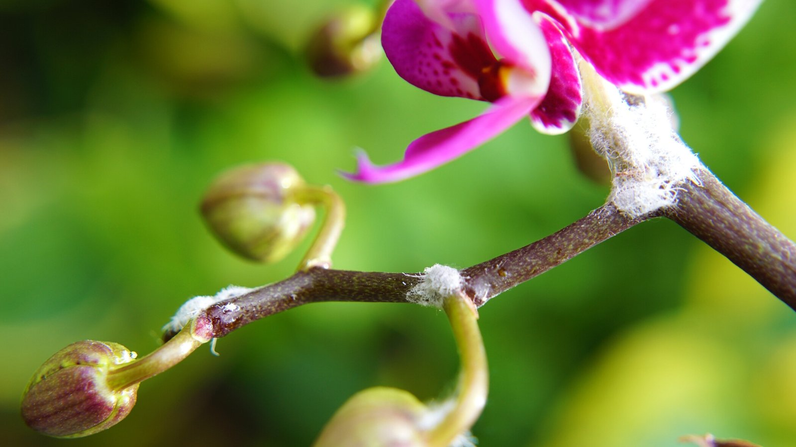 8 Orchid Pests How to Treat Bugs on Orchids