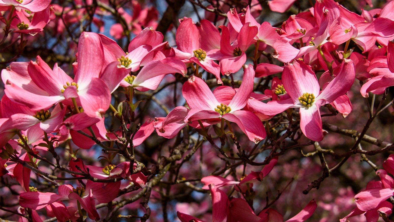 How to Plant, Grow, and Care for Dogwood Trees