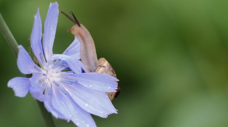 Chicory Rash How to Plant, Grow, and Care for Chicory