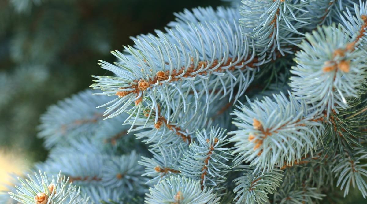 Close up of a tee that has orange branches and spiky light greenish-blue needles.