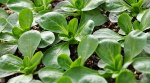 How to Plant, Grow, and Care For Mâche