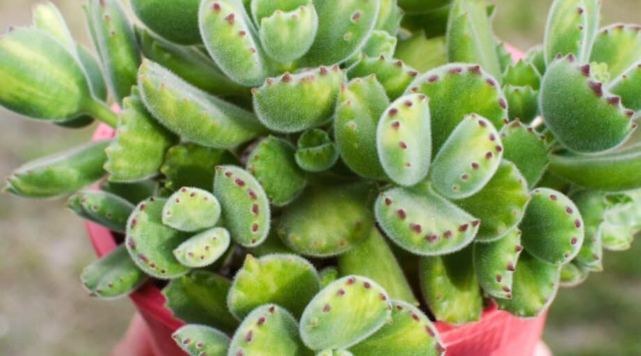 27 Easy To Grow Succulents for Beginners