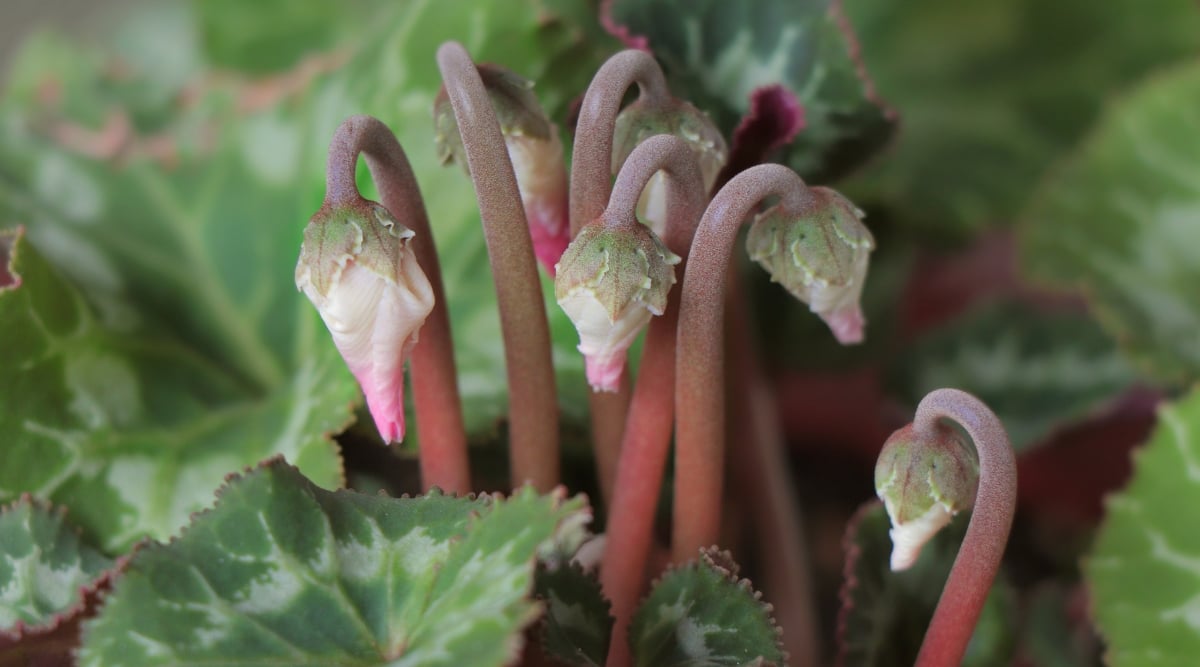 A close-up of a Cyclamen plant displays brown stalks with hairy features. Above the stalks are tiny buds of Cyclamen flowers that are yet to blossom. The leaves of the plants are blurred in the background.