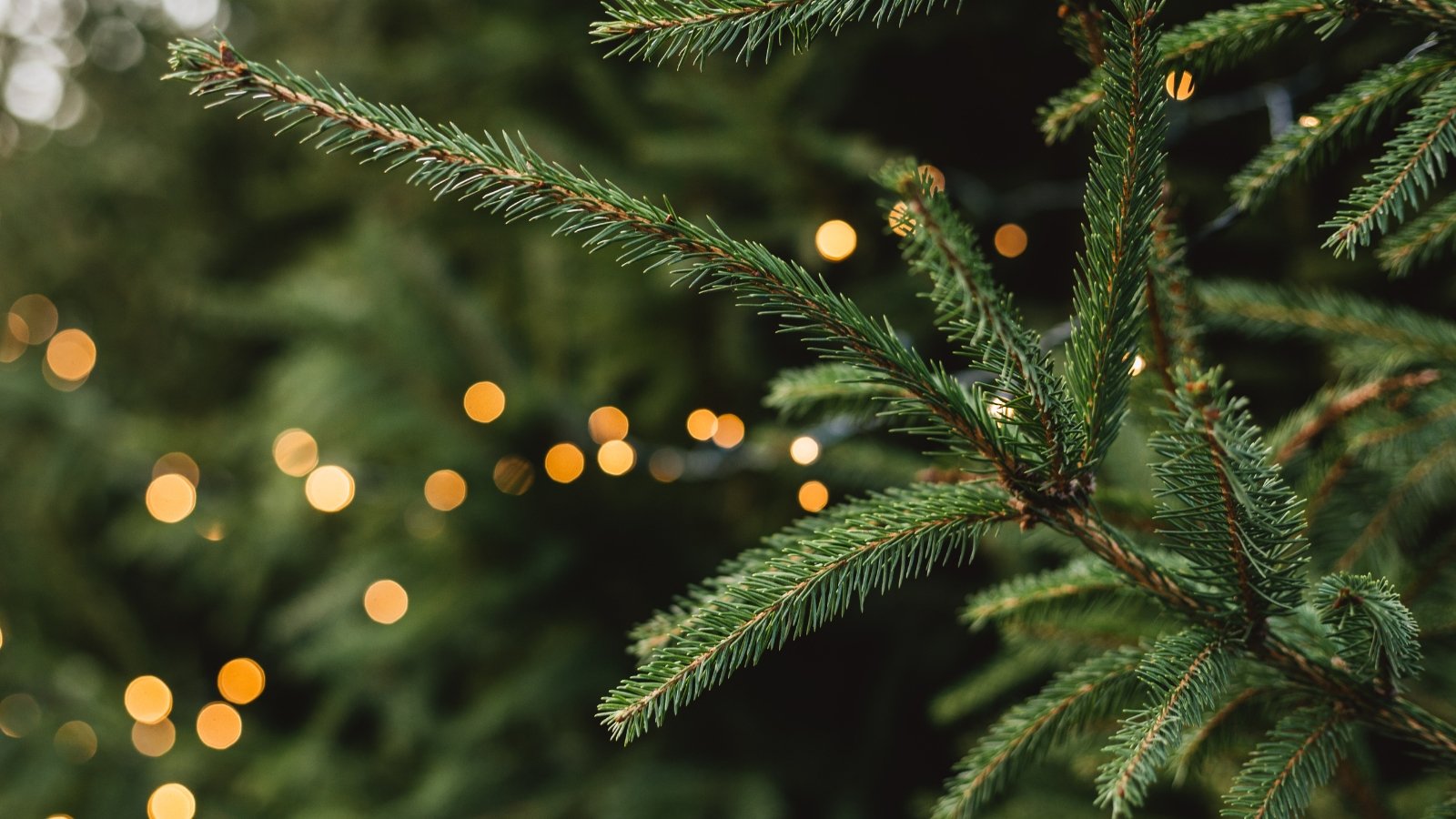 What should i add to christmas tree water 