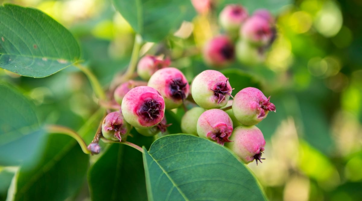 Close up of a branch with small light green and pink clusters of berries surrounded by oval, bright green leaves.