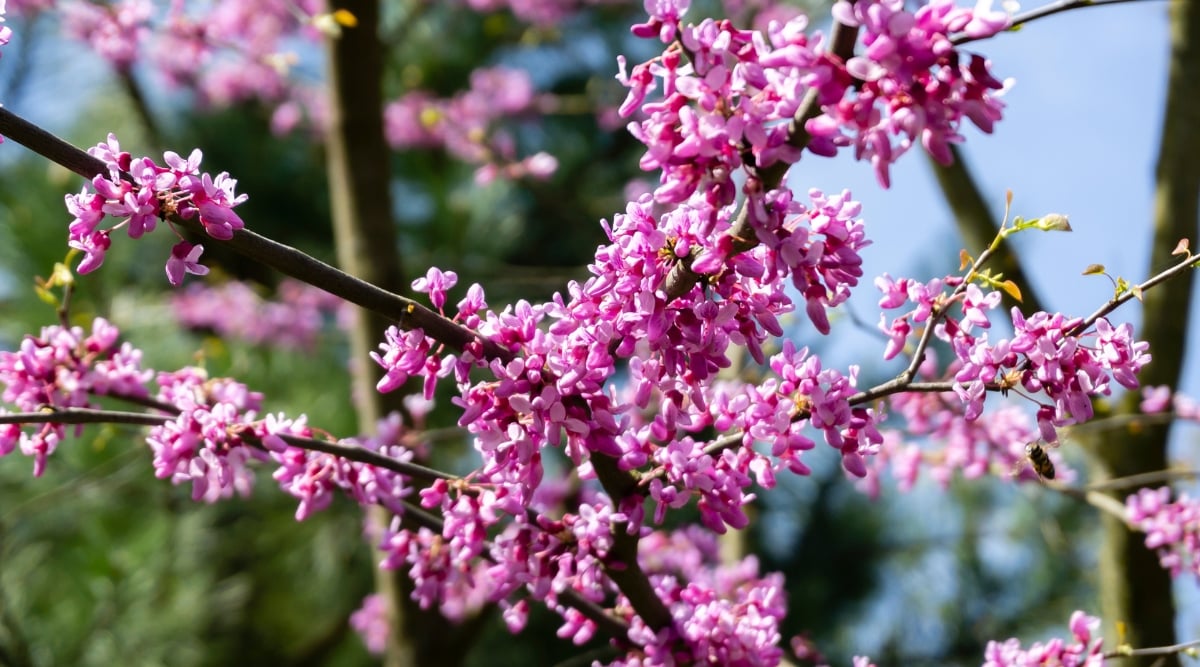 Dark, wood tree branch with clusters of bright pink flowers clustered all over the branches.
