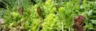 A wood raised bed holds a variety of leafy greens and a trellis system for vining vegetables.