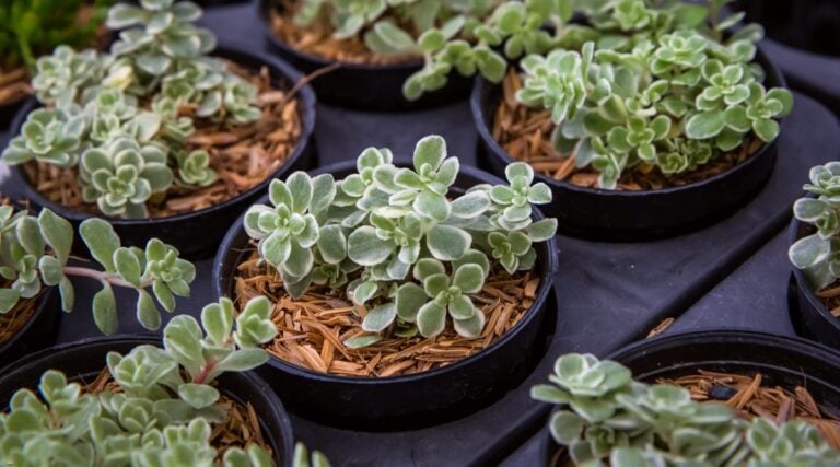 27 Easy To Grow Succulents for Beginners