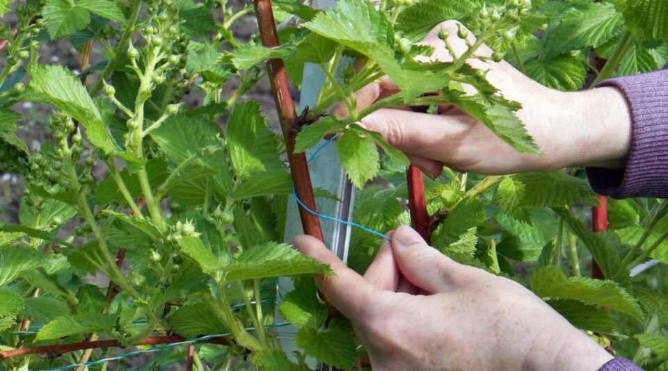 Prepare Blackberry Bushes For Winter Overwinter Blackberries
