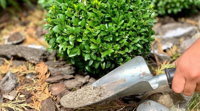 How to Plant, Grow, and Care for Boxwood Shrubs