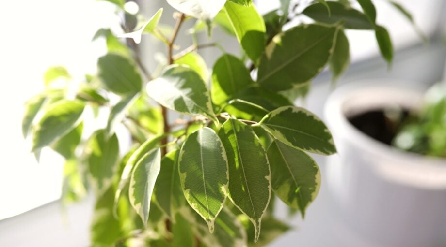 Why is My Ficus Tree Dropping Leaves?