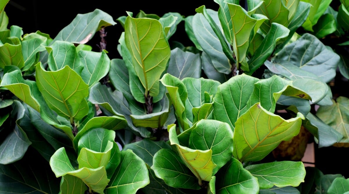 How to Propagate FiddleLeaf Figs in 5 Easy Steps