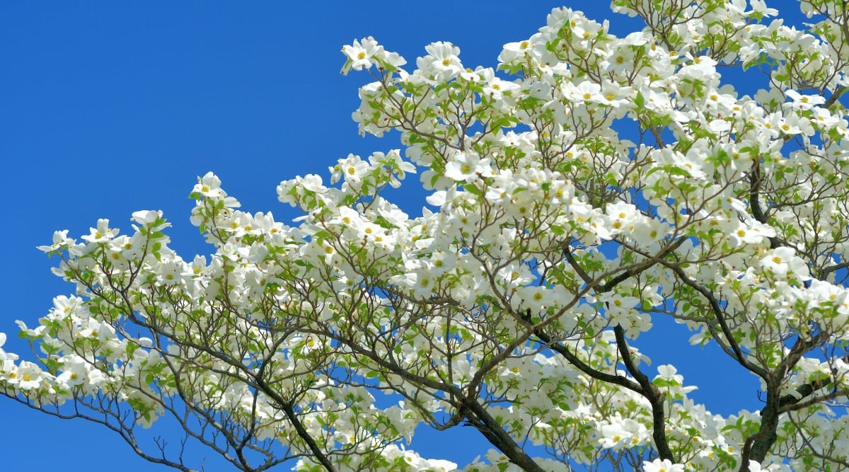 Tree with blue sky in the background. The trees branches are covered in white flowers and light green leaves.