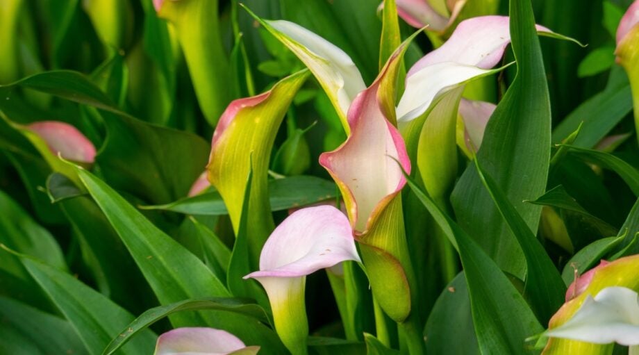 How to Plant, Grow, and Care for Calla Lilies