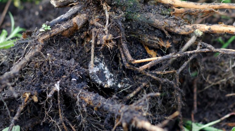 Using Peroxide For Root Rot The Right Way to Use Hydrogen Peroxide in the Garden