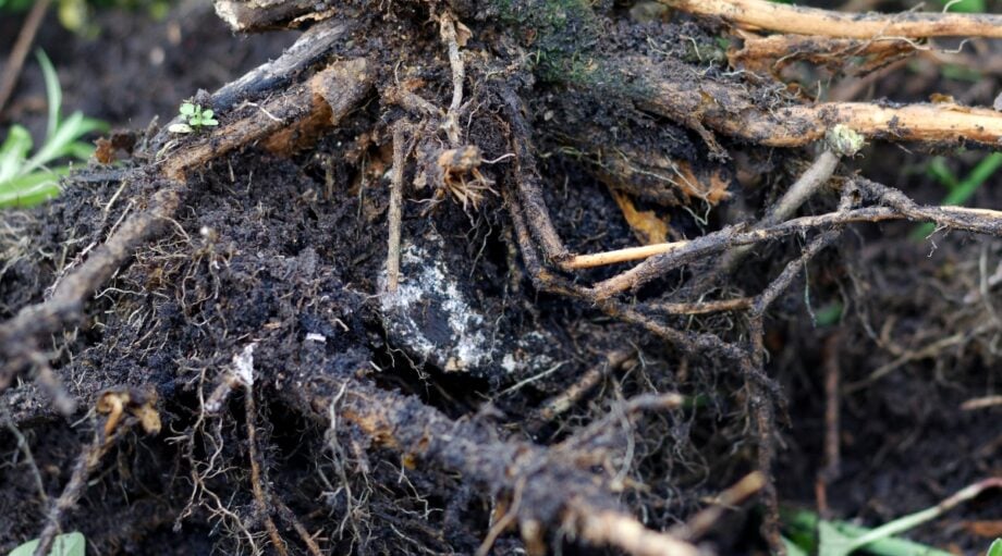 Using Peroxide For Root Rot The Right Way to Use Hydrogen Peroxide in the Garden