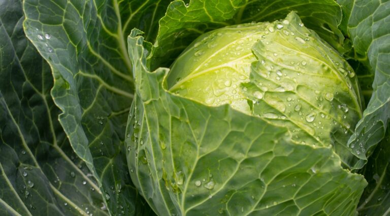 How to Plant, Grow, and Care for Celeriac