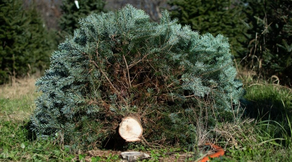 Why Isn’t My Christmas Tree Drinking Water?