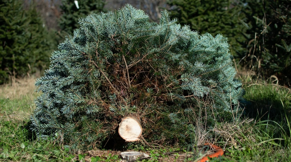 A freshly cut Christmas tree rests on the ground, its vibrant green branches contrasting with the lush grass underneath. In the blurred background, majestic, towering Christmas trees set a scenic backdrop, ready for the holiday season.