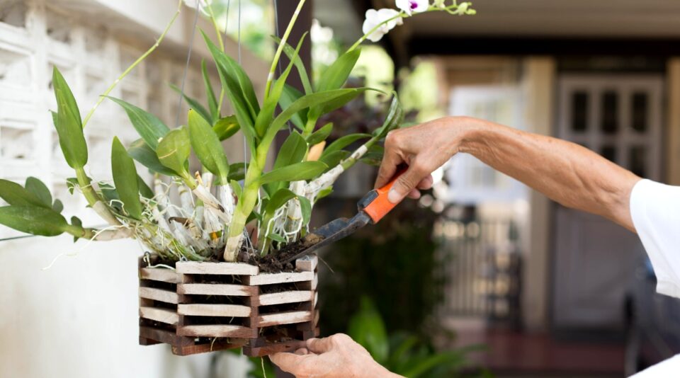 How and When To Fertilize Orchids