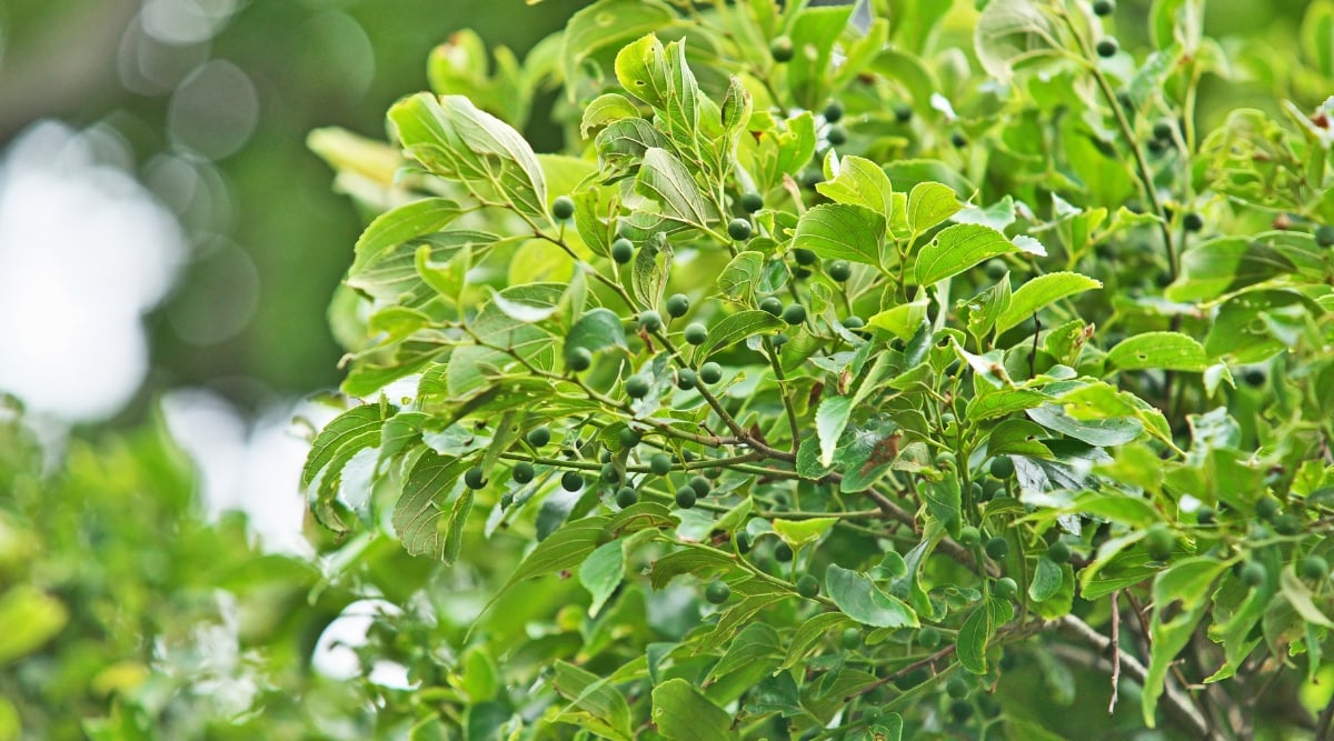 Tree with light green leaves and light green looking berries throughout.