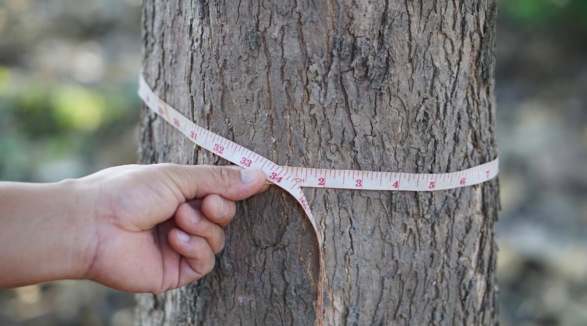 A person's hand firmly grips a measuring tape, carefully extending it around the sturdy tree trunk. The tape's markings display inches, providing a precise measurement. This measurement helps determine the tree's water needs, ensuring its healthy growth and sustainability.
