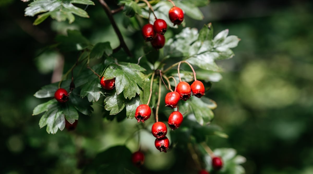 Close up of a branch hanging down with dark, six pronged leaves and clusters of bright red berries.