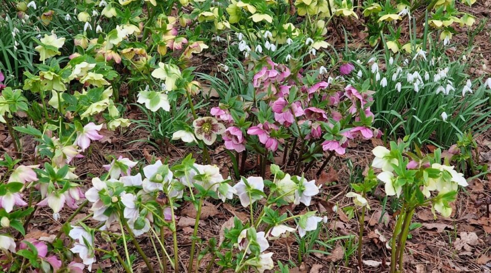 Comprehensive Seasonal Gardening Tips and Tasks for Every Season