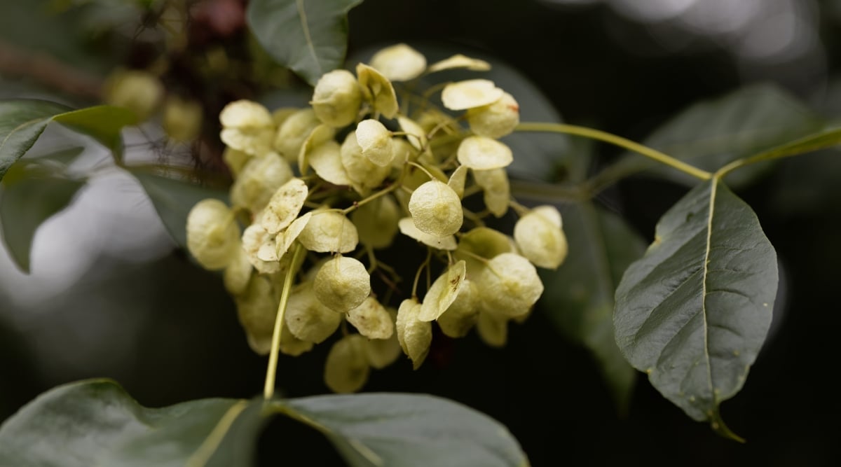 Close up of a small cluster of light yellow, flat, paper like berries with dark green leaves.