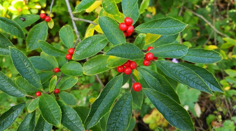 Cygnet - Confezione Da 5 Gomitoli Di Lana Spessa 100g, Colore Winterberry (Rosso Invernale), 156 Metri Per Gomitolo