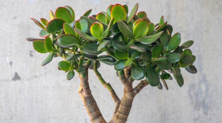 27 Easy To Grow Succulents for Beginners
